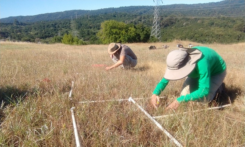 Creekside Science staff monitoring San Mateo thorn-mint