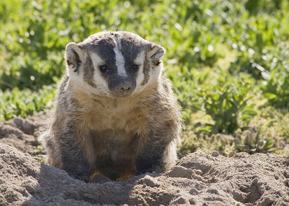 Badger at a burrow