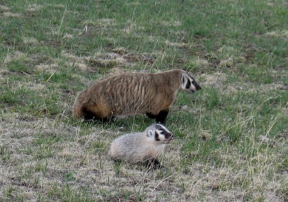 Badger with young