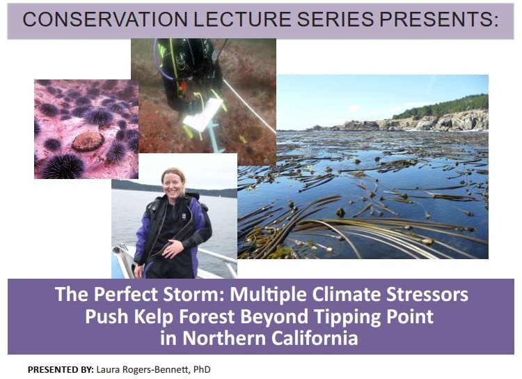 Conservation Lecture Series Presents: Multiple Climate Stressors Push Kelp Forest Beyond Tipping Point in Northern California