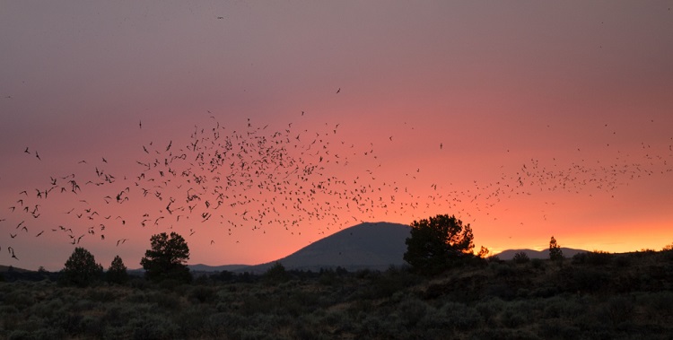 bats exiting colony to feed at dusk