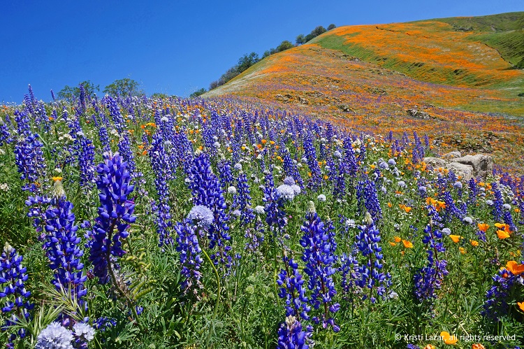 rolling hills with purple and orange wildflowers