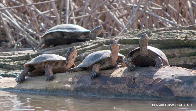 Western pond turtles sun themselves on a winter's afternoon