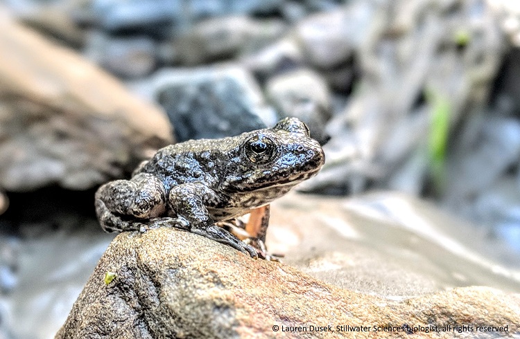 foothill yellow-legged frog on a rock