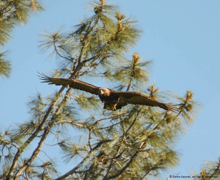 flying female golden eagle
