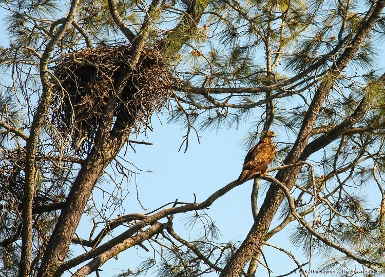 male golden eagle by nest