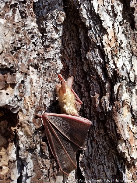 Pallid bat clinging to a tree