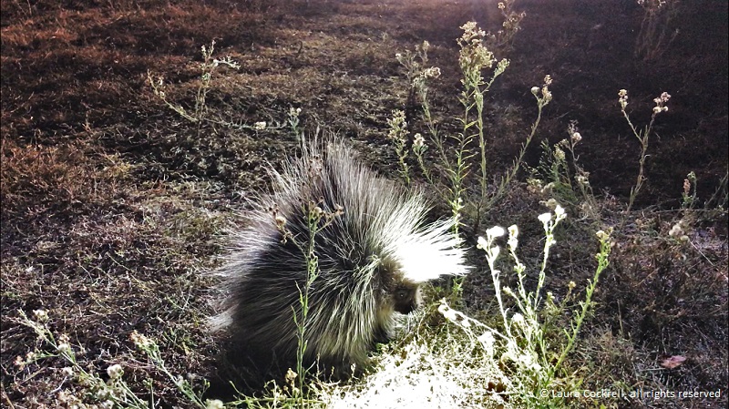 A porcupine with long quills on the forest floor - © Laura Cockiell, all rights reserved 