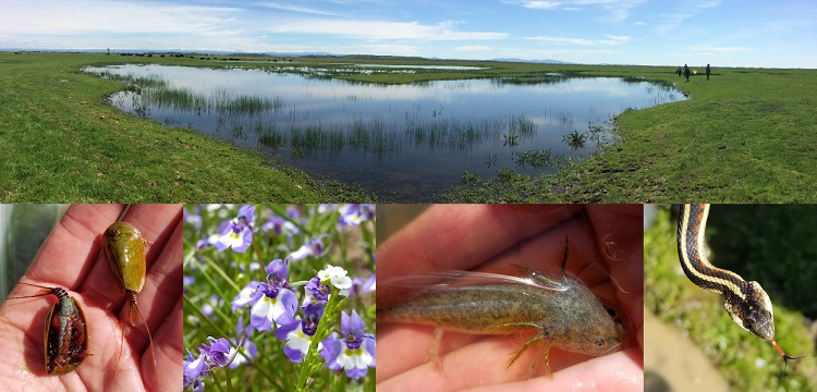 Collage of Rancho Seco pond, tadpole shrimp, purple Downingia flowers, California tiger salamander, and garter snake