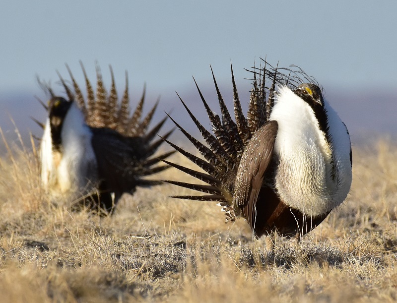Two male greater sage-grouse rest between competitive dance-fight sessions at Seedskadee National Wildlife Refuge in Wyoming.