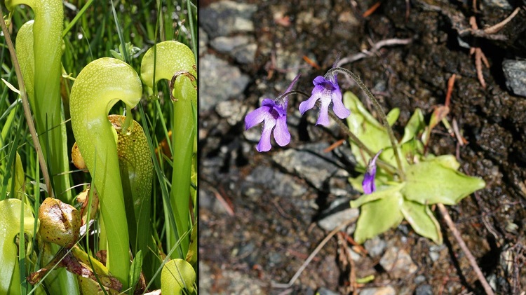 Darlingtonia californica in a field and Pinguicula macroceras in soil