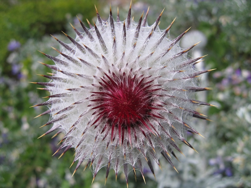 Closeup of western thistle.