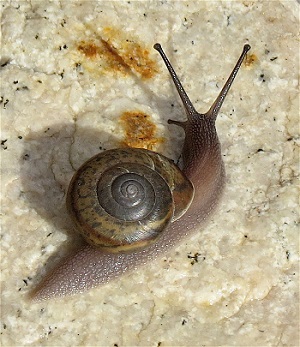 outstretched snail