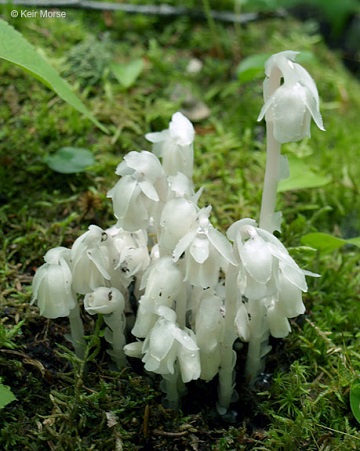Closeup of the white ghost plant - © Keir Morse, all rights reserved