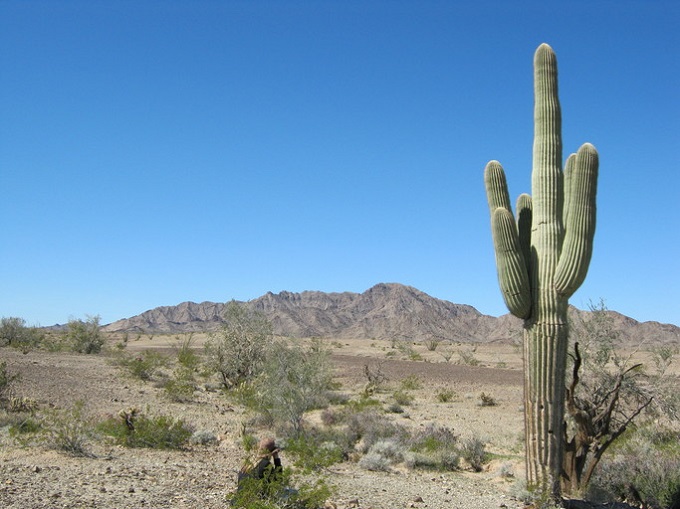 Photo of saguaro in the desert by Duncan S. Bell