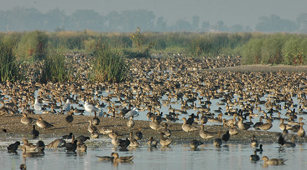 waterfowl and tule sedge in shallow flooded fields