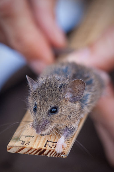 Salt Marsh Harvest Mouse salt marsh harvest mouse