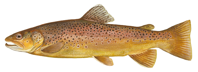  trout - a bak and sides are marked with olive brown to black spots