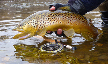 Fishing for Brown Trout nonnative