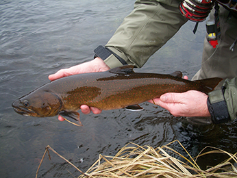Bull trout photograph by Roger Bloom