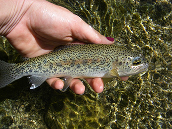 fishing for coastal rainbow trout steelhead