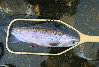 Angler-caught Eagle Lake rainbow trout