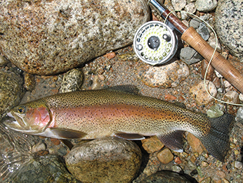 Kern River rainbow trout captured by Jeff Weaver near Upper Funston Meadow