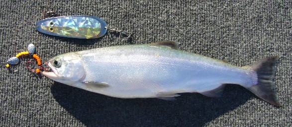 Adult kokanee caught by trolling with dodgers and lures