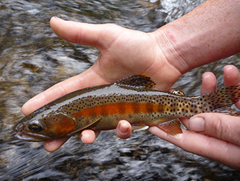 fishing for little kern