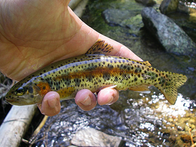 small, yellowish fish with black spots and reddish lateral stripe