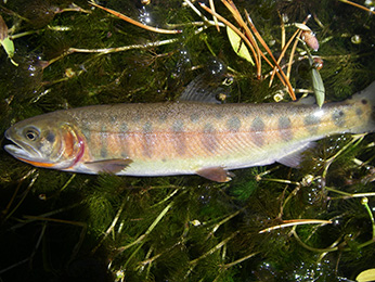 pale yellow fish with light bars and lateral stripe