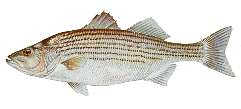 striped bass - a silver and bronze fish with stripes running from head to tail