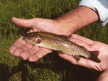 gold trout with black spots and reddish lateral stripe
