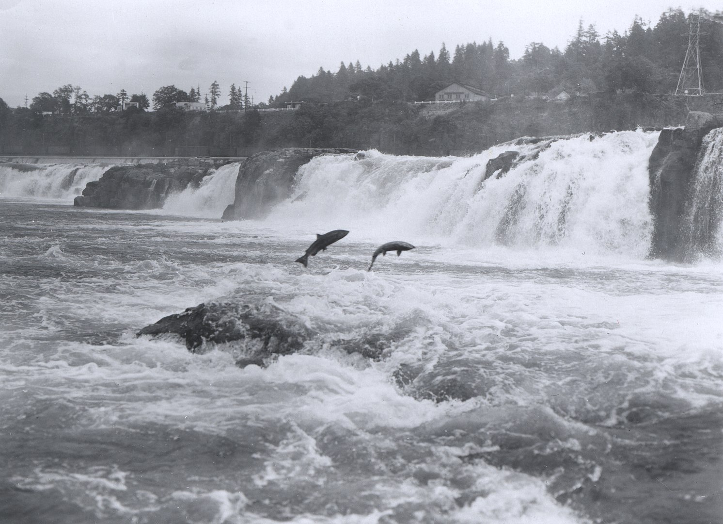 Images/Fishinginthecity/SAC/CAEP/1492px-Salmon_leaping_at_Willamette_Falls.jpg