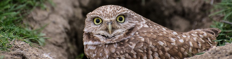 burrowing owl