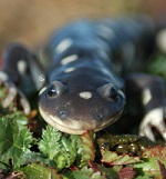 California tiger salamander