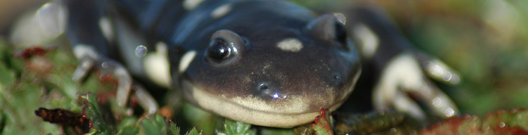 California tiger salamander