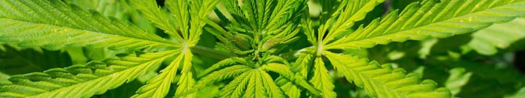 Cannabis leaves