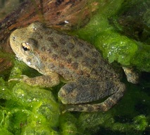 Foothill yellow-legged frog