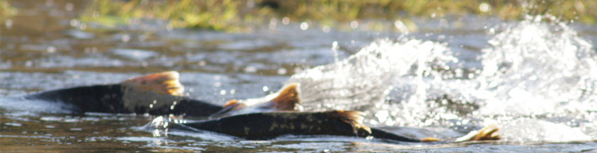 Fish swimming