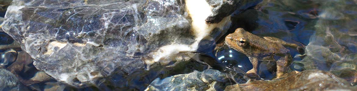 Foothill yellow-legged frog