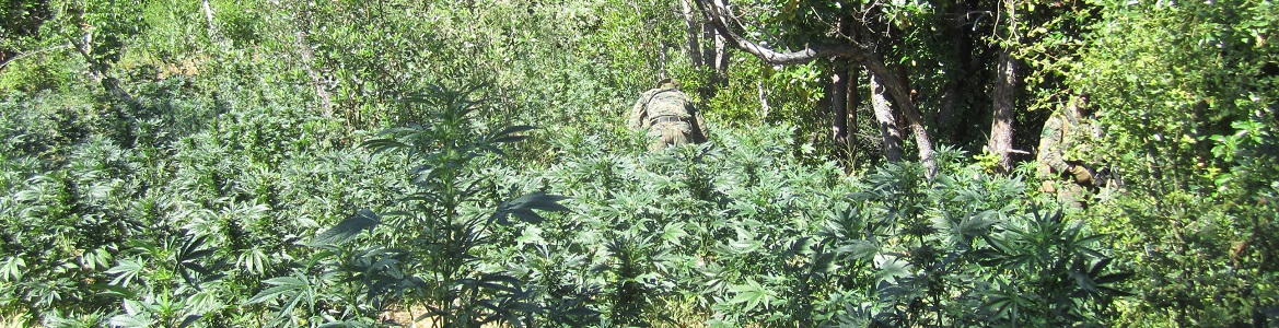 Enforcement team in cannabis field