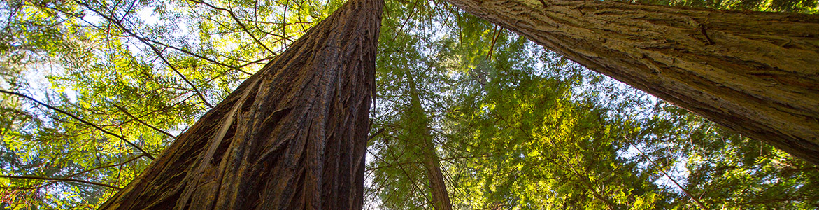 Redwoods