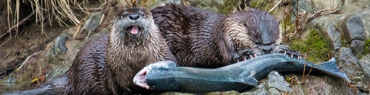 Otter with fish