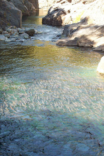 Adult salmon holding in a deep pool within the canyon portion of Butte Creek.