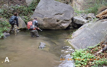 CDFW environmental scientist snorkeling in Gobernador Creek in February 2012