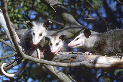 3 possums on a tree branch