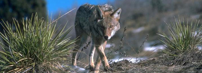 Coyote walking with head down