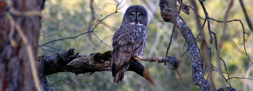 Gray owl in tree branch