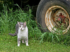 cat standing in grass next to automobile tire